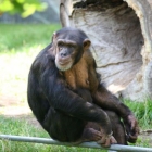 Schimpanse im Aalborg Zoo