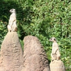 Erdmännchen im Aalborg Zoo
